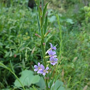 lythrum californicum 6792
